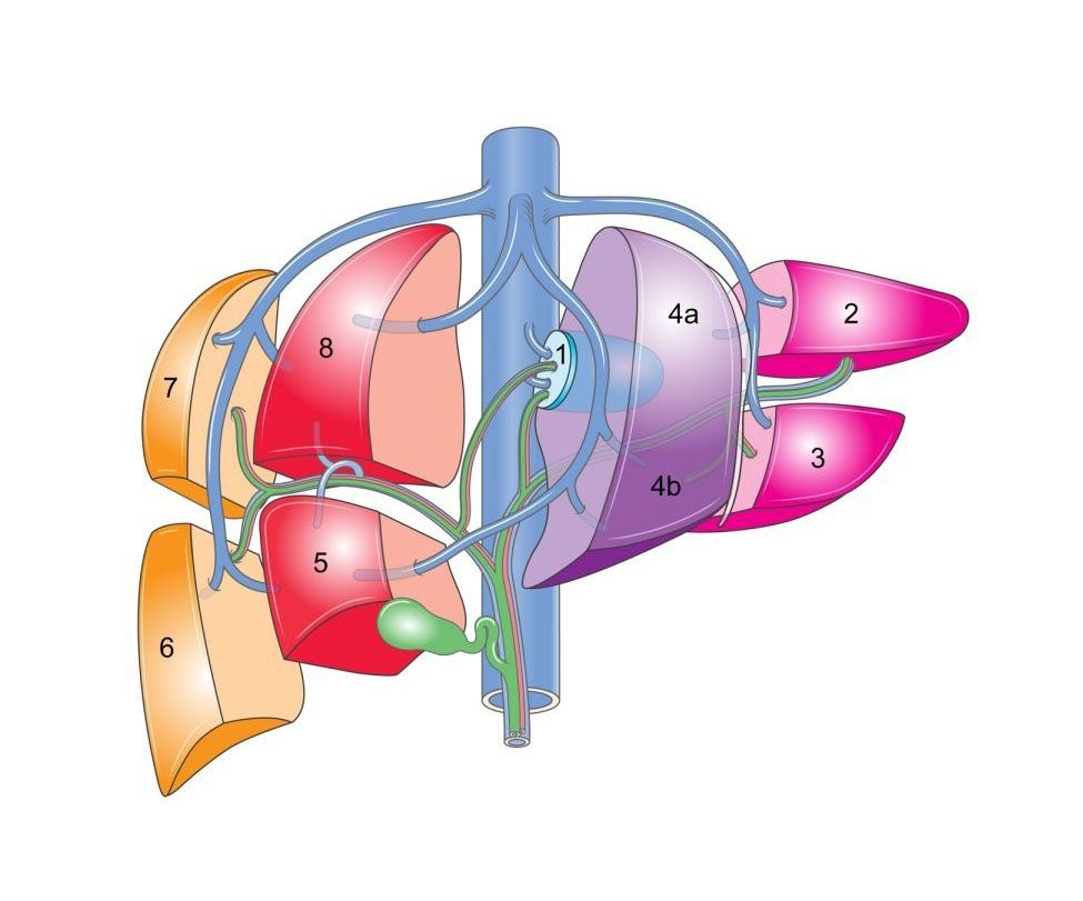 Couinaud's liver segmentation