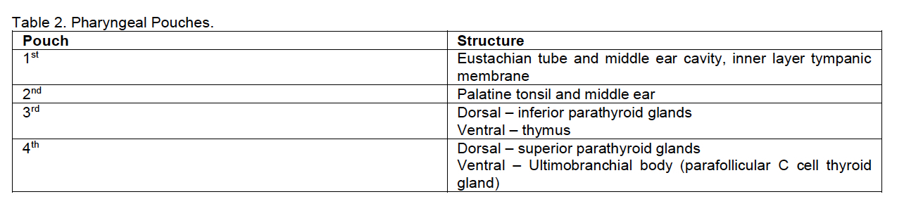 Table 2. Pharyngeal Arches